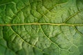 This close up view showcases the vibrant green color and intricate details of a leaf Royalty Free Stock Photo